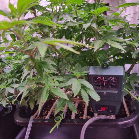 RolexHaschisch growlog timeline photo