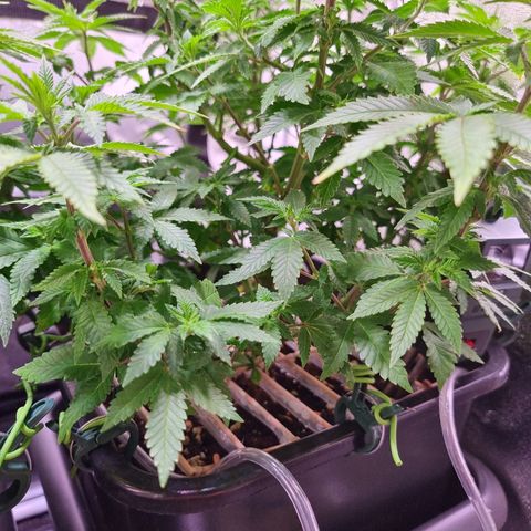 RolexHaschisch growlog timeline photo