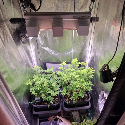 RolexHaschisch growlog timeline photo
