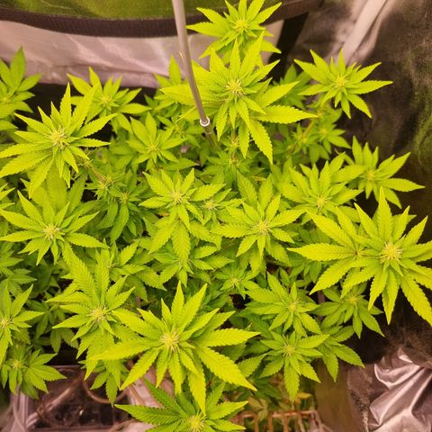 RolexHaschisch growlog timeline photo
