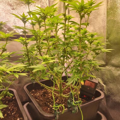 RolexHaschisch growlog timeline photo