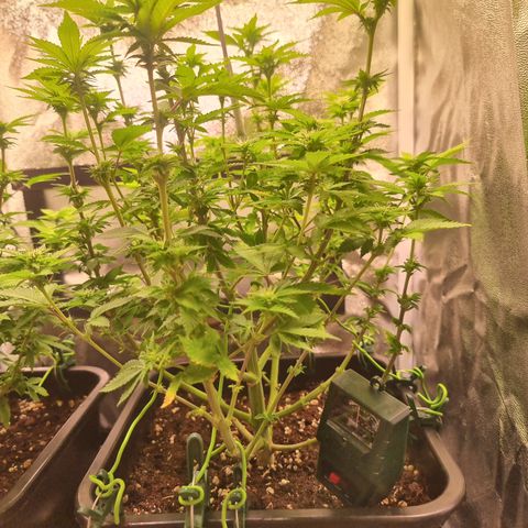 RolexHaschisch growlog timeline photo