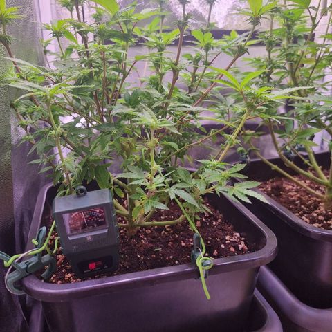 Watermelon growlog timeline photo
