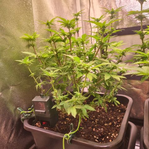 Watermelon growlog timeline photo