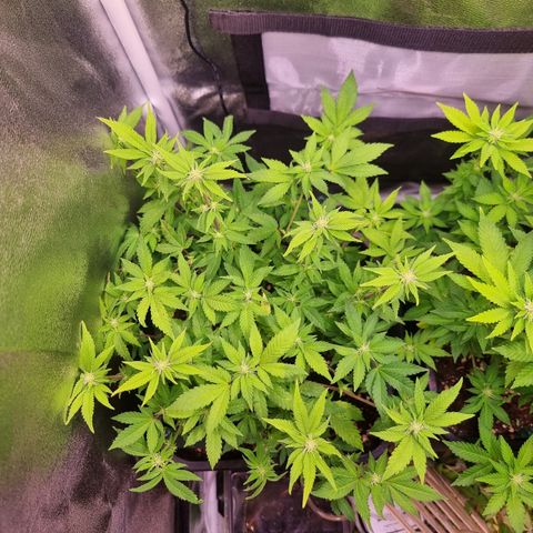 Watermelon growlog timeline photo