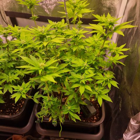 RolexHaschisch growlog timeline photo