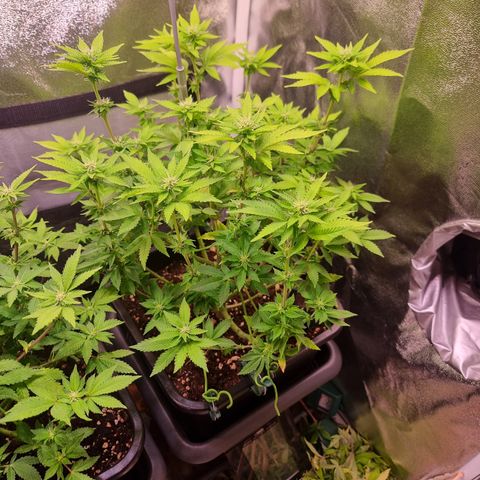 RolexHaschisch growlog timeline photo