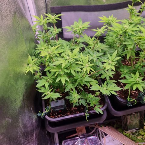 Watermelon growlog timeline photo