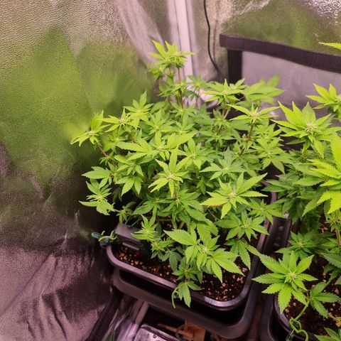 Watermelon growlog timeline photo
