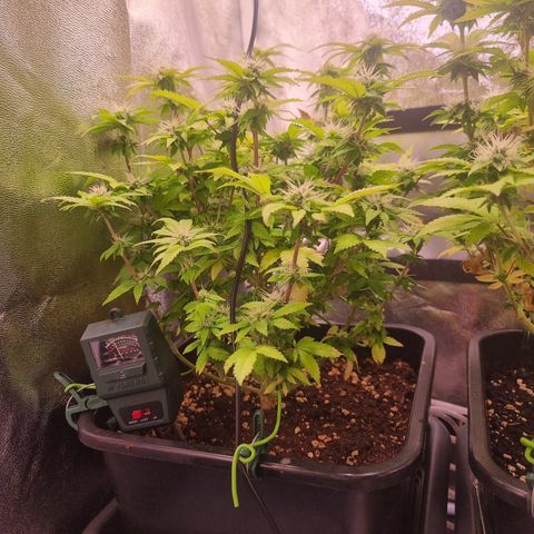 Watermelon growlog timeline photo