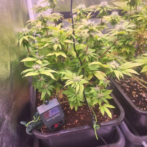 Watermelon growlog timeline photo