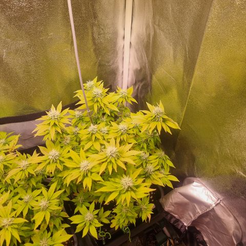 RolexHaschisch growlog timeline photo