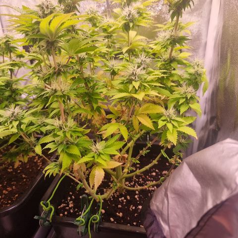 RolexHaschisch growlog timeline photo