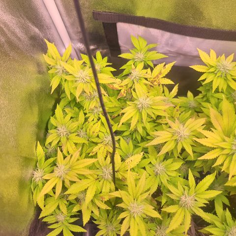 Watermelon growlog timeline photo