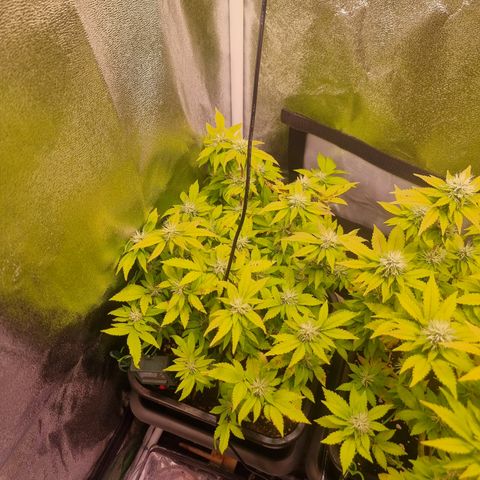 Watermelon growlog timeline photo