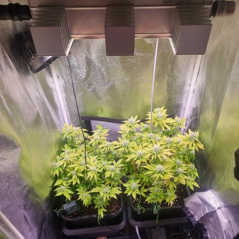 RolexHaschisch growlog timeline photo