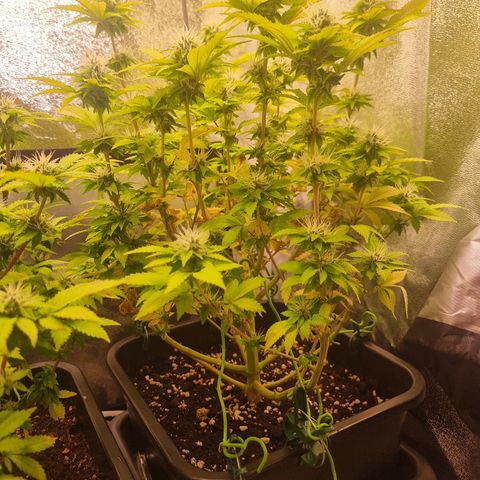 RolexHaschisch growlog timeline photo