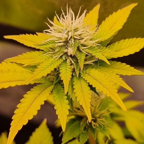 RolexHaschisch growlog timeline photo