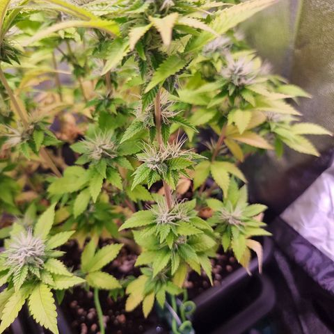 RolexHaschisch growlog timeline photo