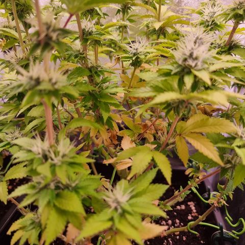 RolexHaschisch growlog timeline photo