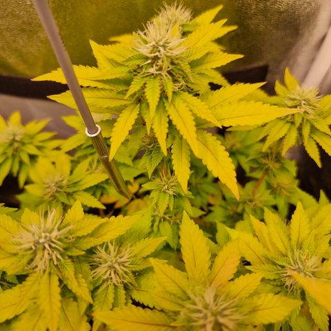 RolexHaschisch growlog timeline photo