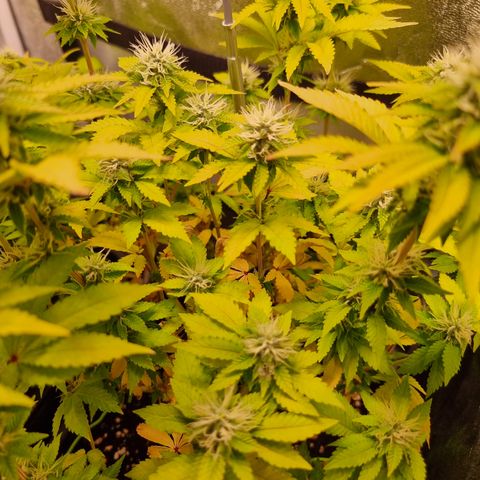 RolexHaschisch growlog timeline photo