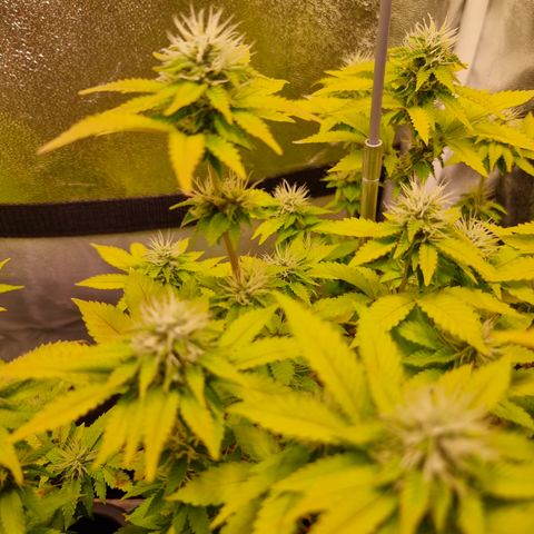 RolexHaschisch growlog timeline photo