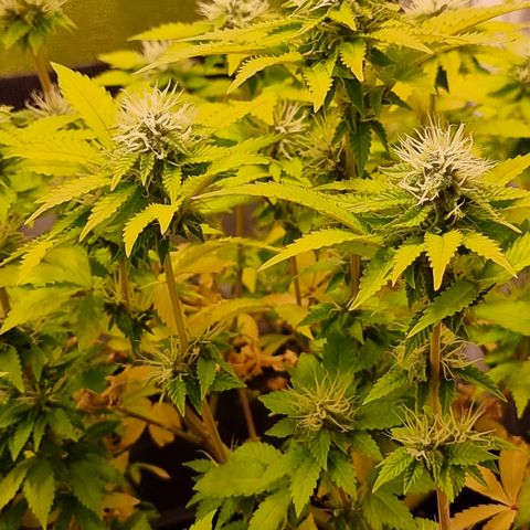 RolexHaschisch growlog timeline photo