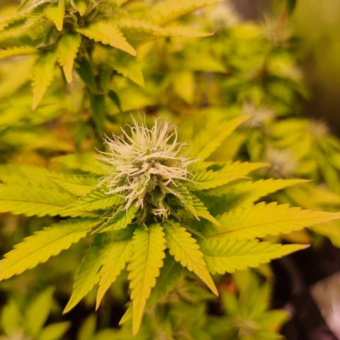 RolexHaschisch growlog timeline photo