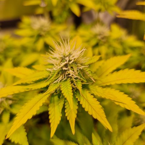 RolexHaschisch growlog timeline photo
