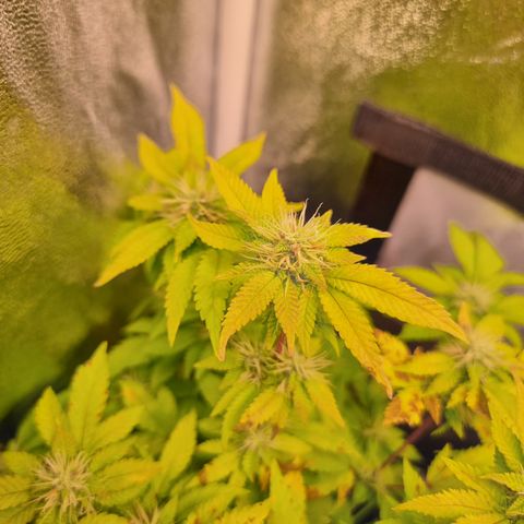 Watermelon growlog timeline photo