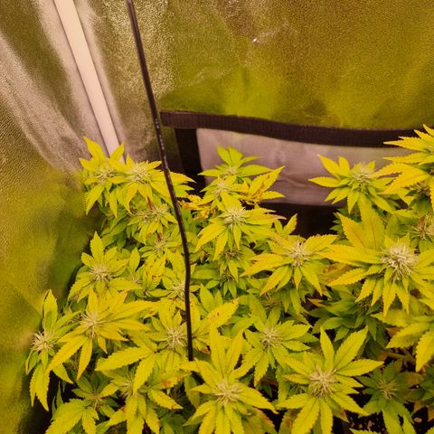Watermelon growlog timeline photo