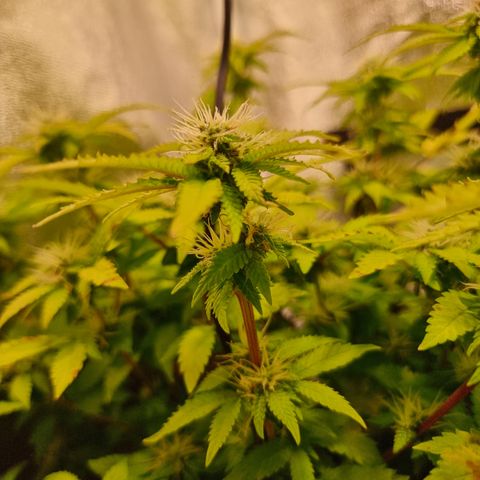 Watermelon growlog timeline photo