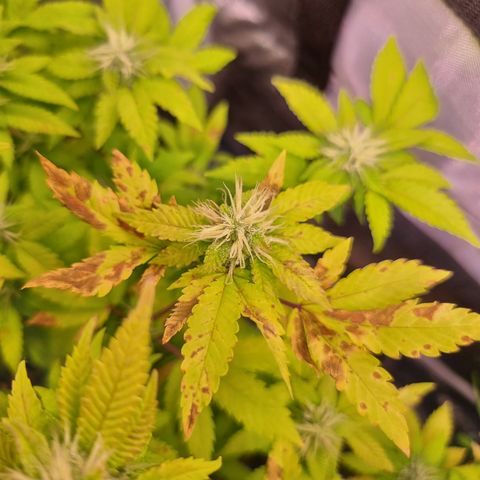 Watermelon growlog timeline photo