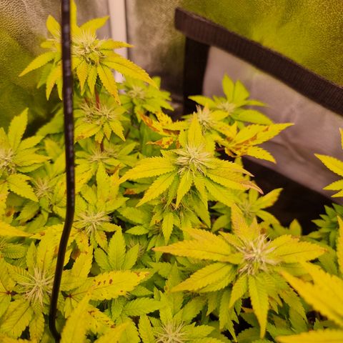 Watermelon growlog timeline photo