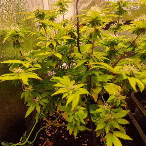 Watermelon growlog timeline photo