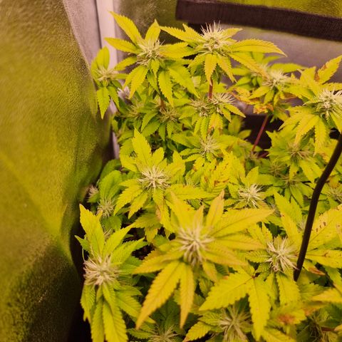 Watermelon growlog timeline photo