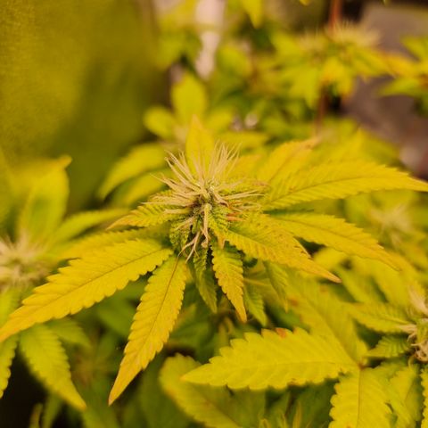Watermelon growlog timeline photo