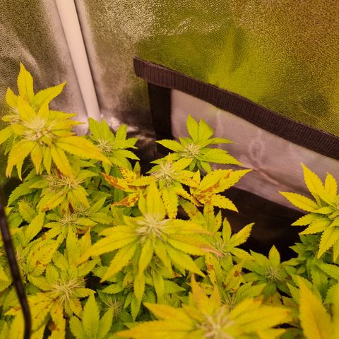 Watermelon growlog timeline photo