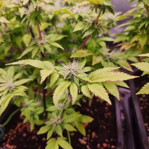 Watermelon growlog timeline photo