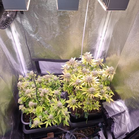 RolexHaschisch growlog timeline photo