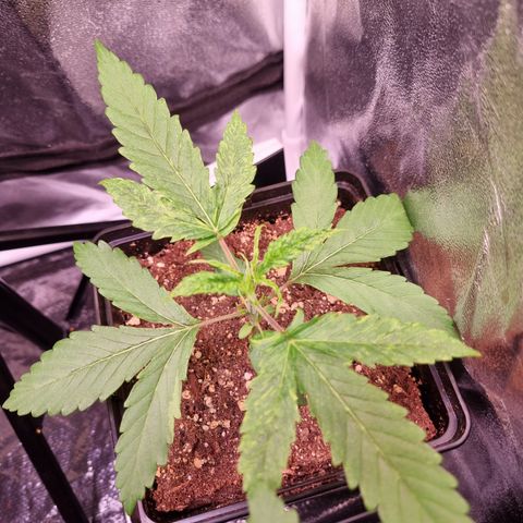 Shogun growlog timeline photo