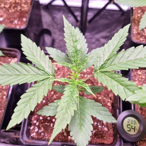 Shogun growlog timeline photo