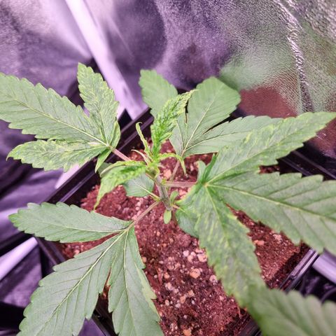 Shogun growlog timeline photo