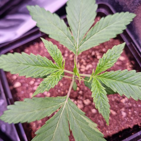 Shogun growlog timeline photo