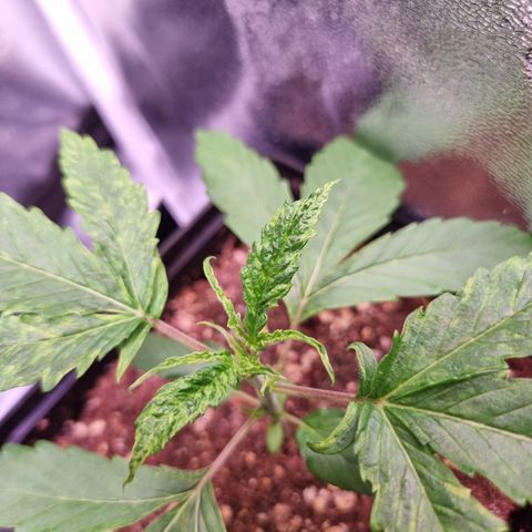 Shogun growlog timeline photo