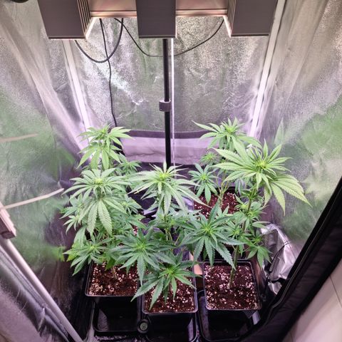 Shogun growlog timeline photo
