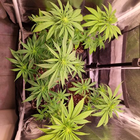 Shogun growlog timeline photo