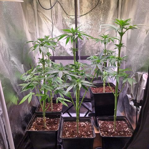 Shogun growlog timeline photo