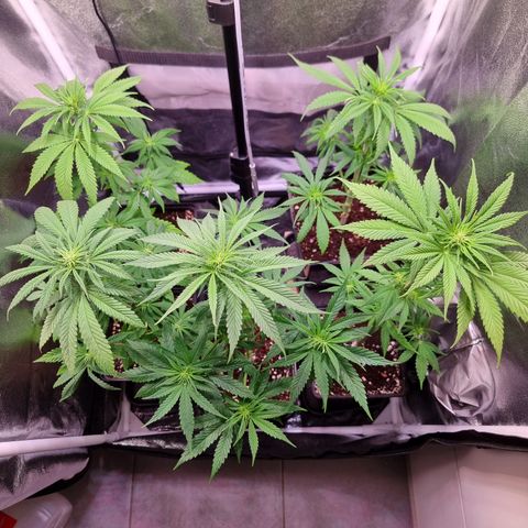 Shogun growlog timeline photo